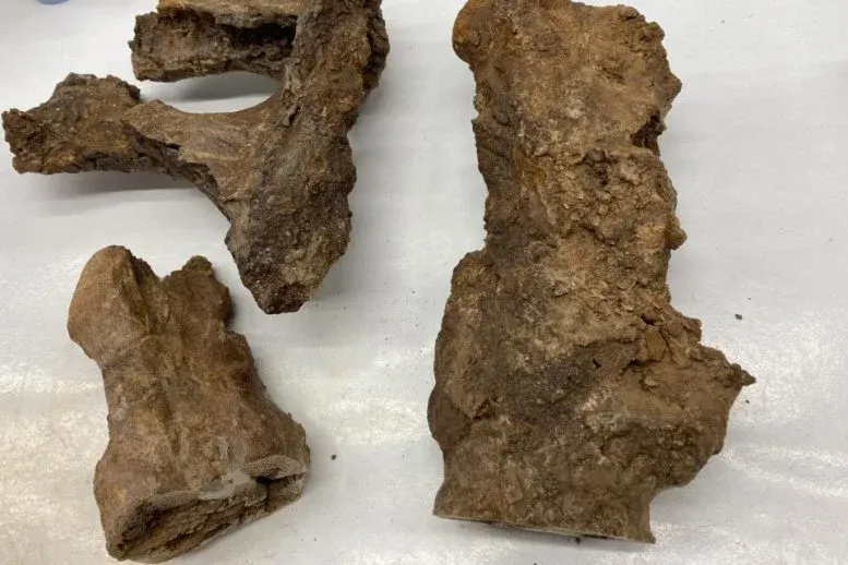Fosil i Edmontosaurus