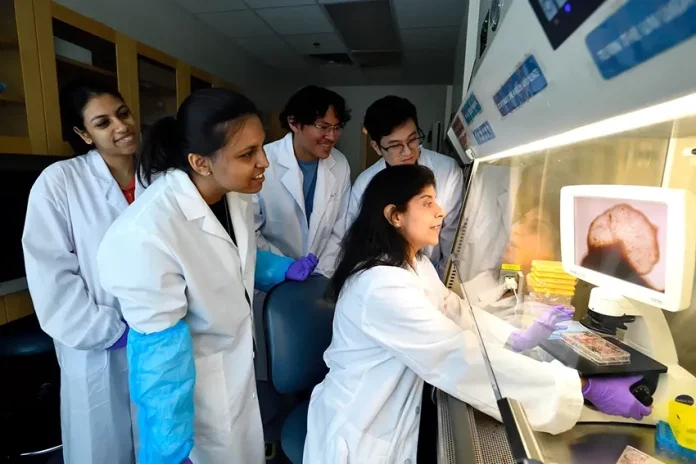 Studiuesit krijojnë mini-tru “të tërë” për kërkime mbi çrregullimet neurologjike